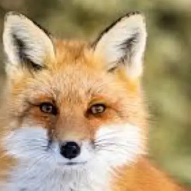 Profile image of 여우