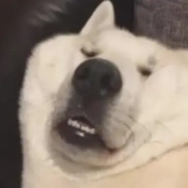 Profile image of 화이트 폭스