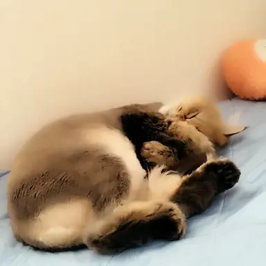 Profile image of Cat