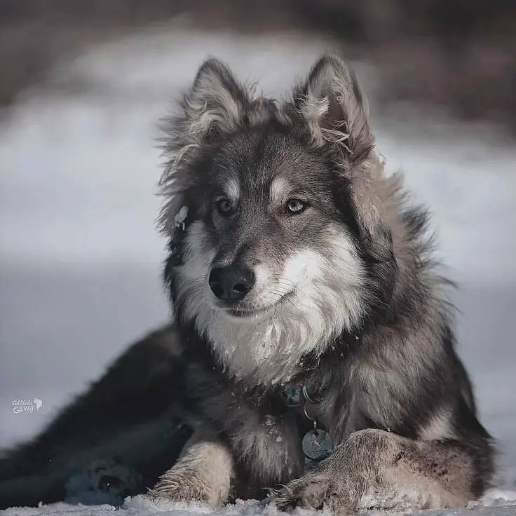 Wolf147026의 수인 키우기