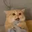 떨떨 고양이