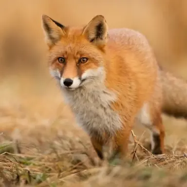 Profile image of 여우