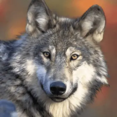 Profile image of 늑대