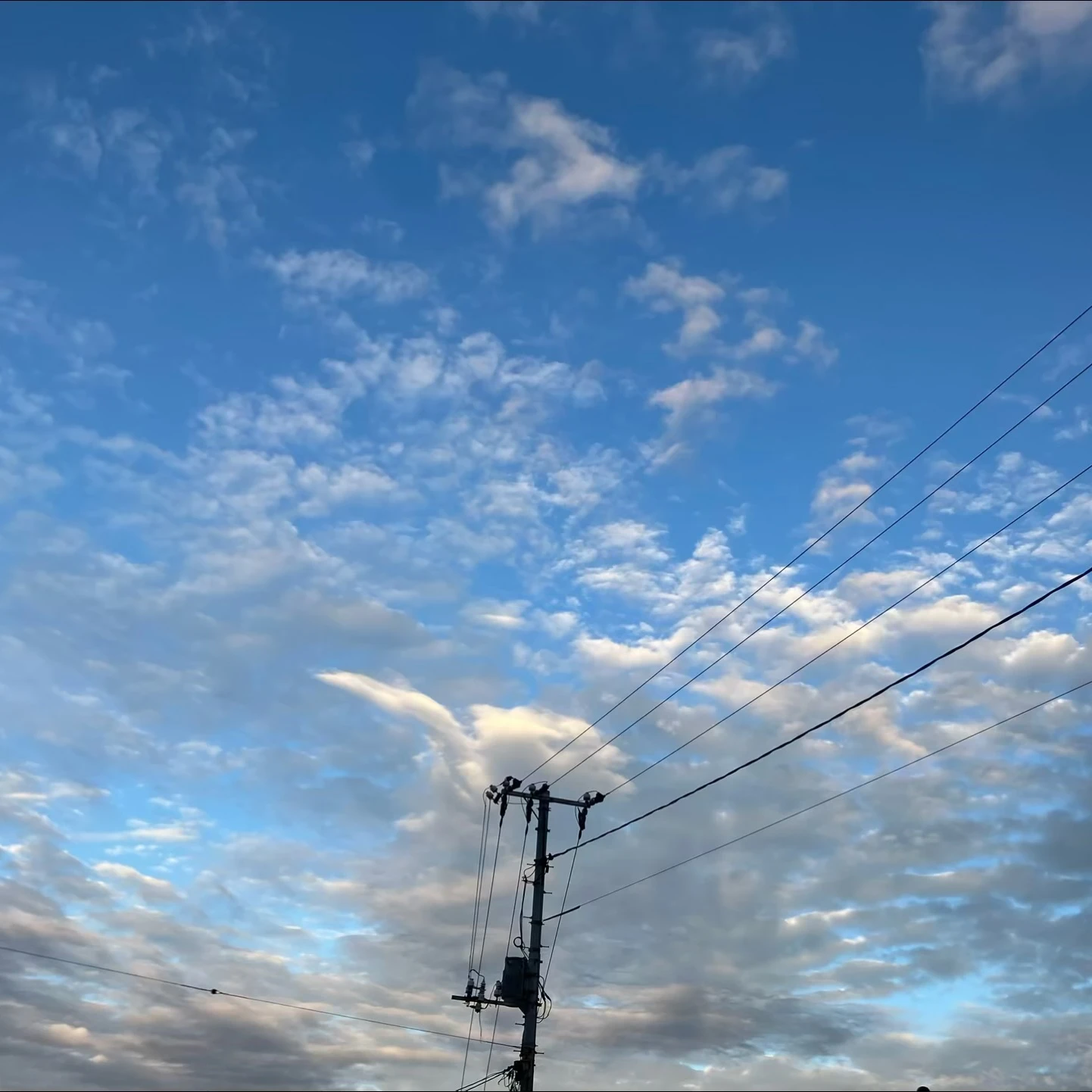 しぇどれつきー