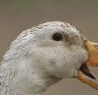 Profile image of 꽥