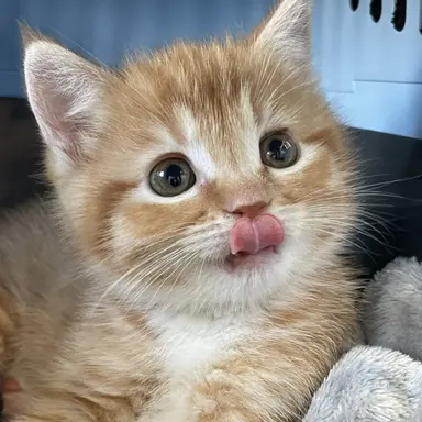 Profile image of 치즈