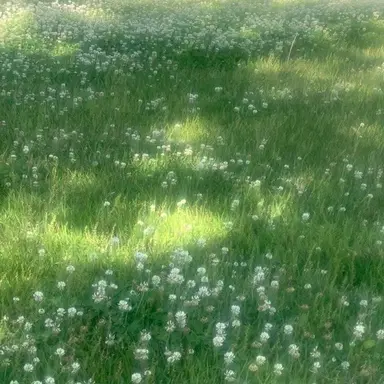 Profile image of 연두