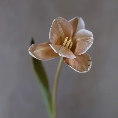 Profile image of 준브레드