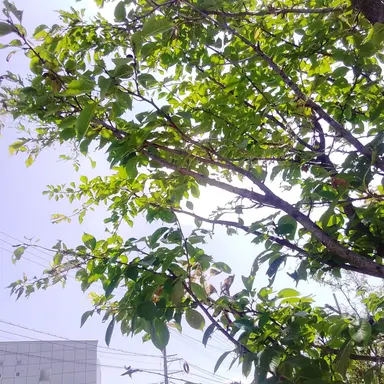 Profile image of なおきり