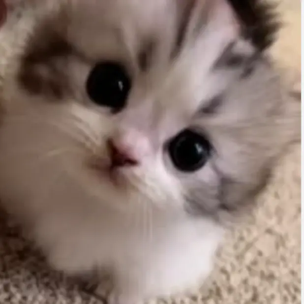 OliveCrow6929의 고양이