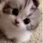 고양이