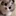 고양이