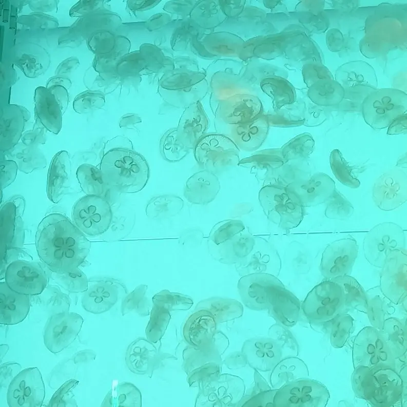jellyfish.397.의 せんのう2