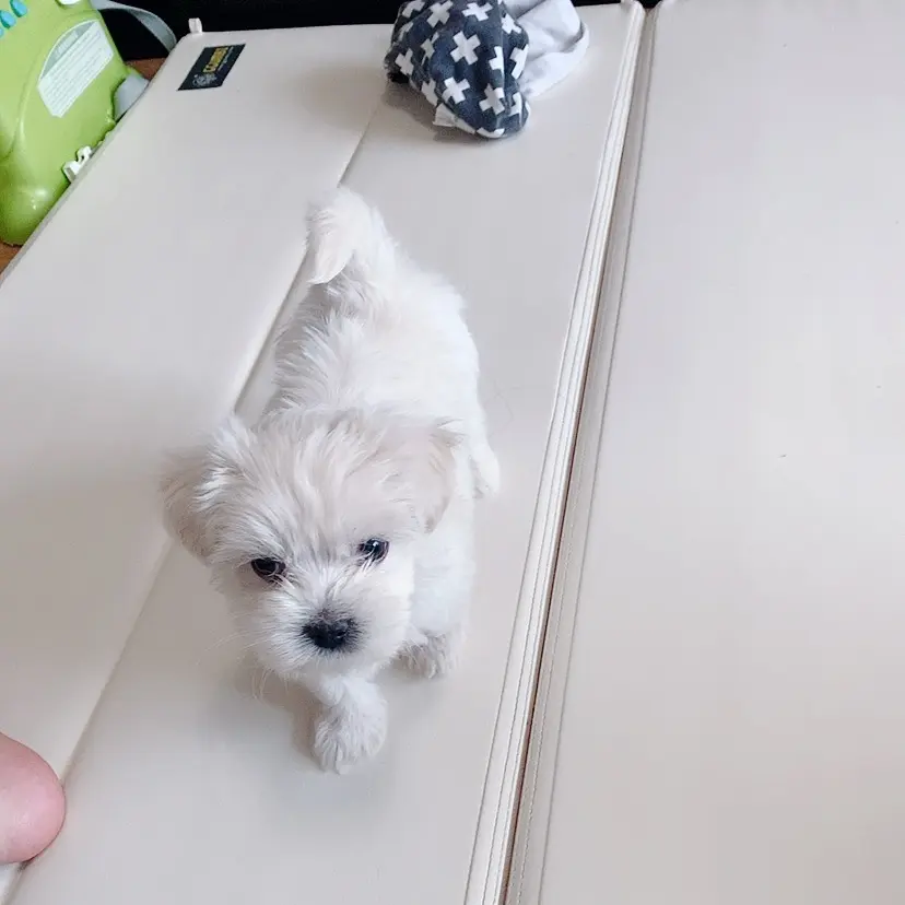 dog_woof_Love의 하준