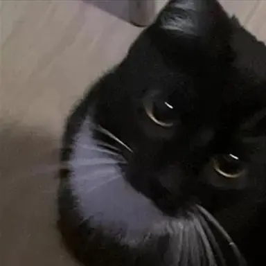 Profile image of くろえ