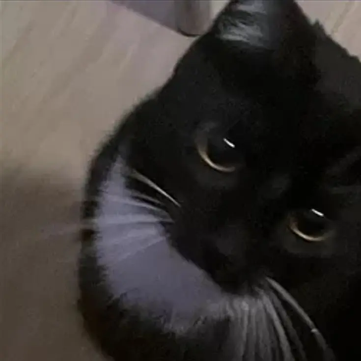 8x.__90의 うちの猫ちゃん