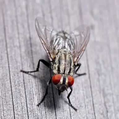 Profile image of 파리