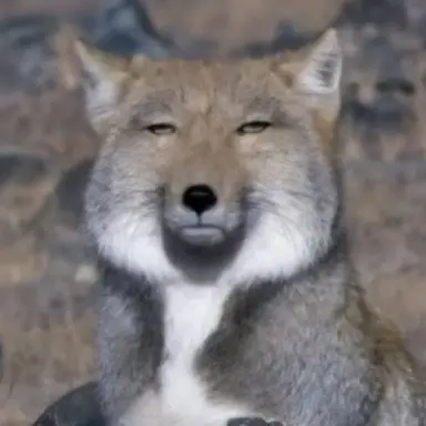 Profile image of 여우