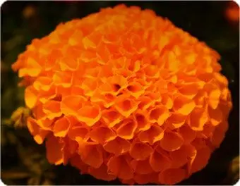 Profile image of 박덕개