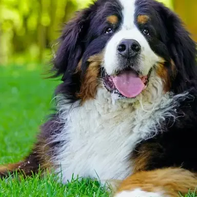 Profile image of gyuvin