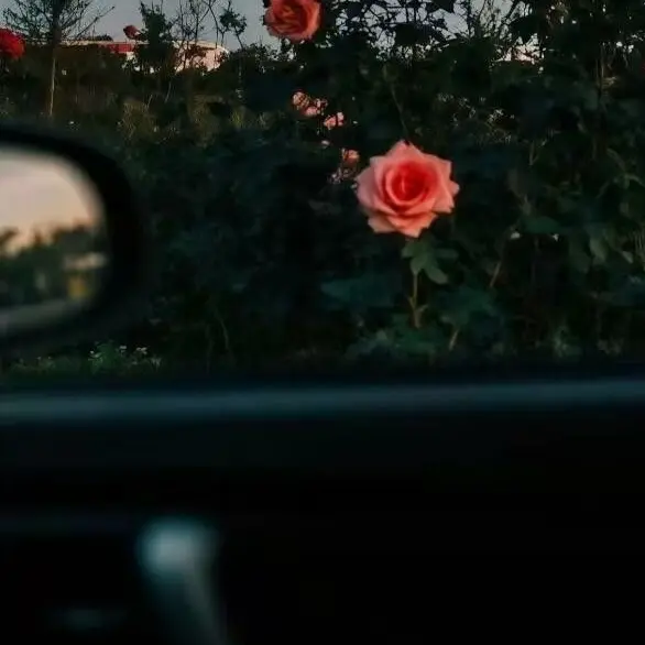 GDs_girly의 불안형