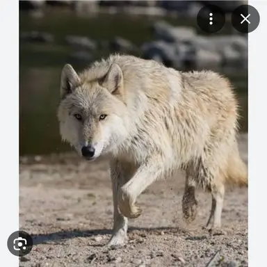 Profile image of 늑대