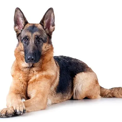 ExoticGoral5953의 Female German Shepherd