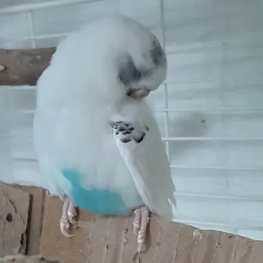 Profile image of 가을