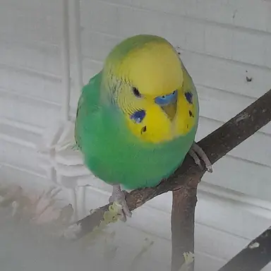 Profile image of 원영