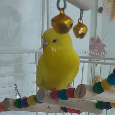 Profile image of 리즈