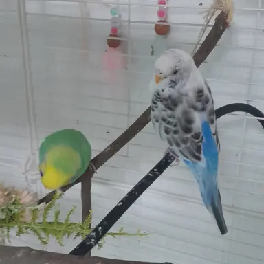 Profile image of 레이