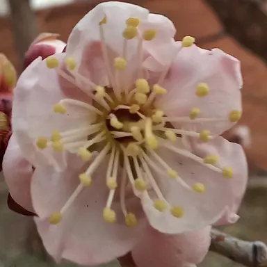 Profile image of 조선 온 미수반2