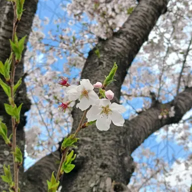 Profile image of 永瀬廉