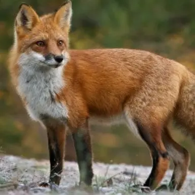 Profile image of 여우