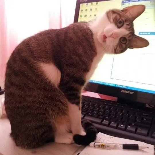 FoggyPika3993의 뜰팁(일부러이거함