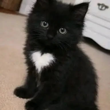 Profile image of bean