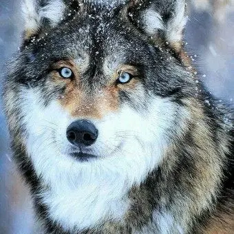 Profile image of 늑대 여우