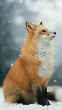 Profile image of 늑대 여우