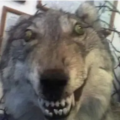 Profile image of 늑대