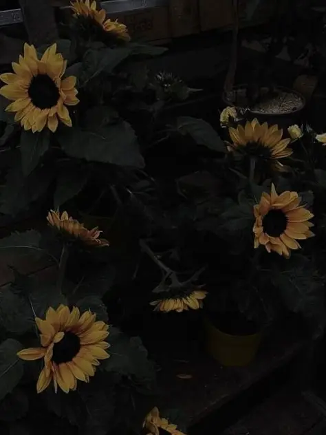pisyam의 미수반–죽음을 노래하는 합창단
