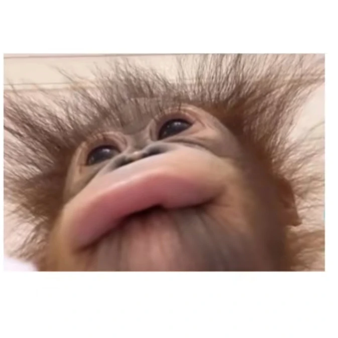 몽키 너의 얘완동물
