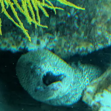 Profile image of 尾形