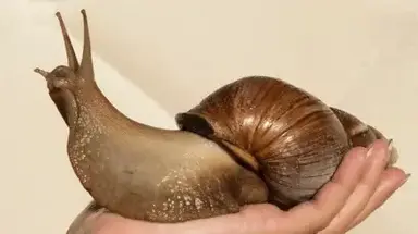 Profile image of Gorm