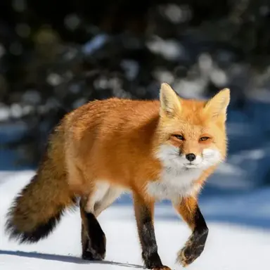 Profile image of 여우