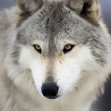 Profile image of 늑대