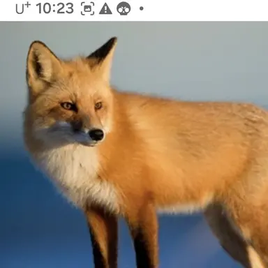 Profile image of 여우