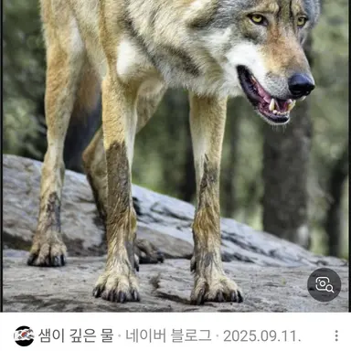 Profile image of 늑대