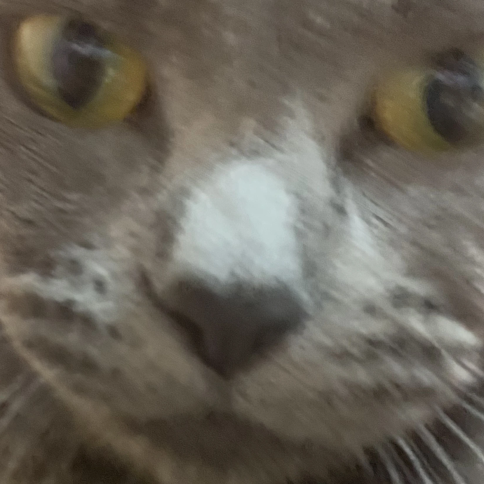 가족들