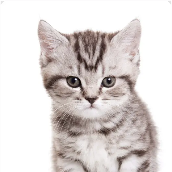 FloralBerry4422의 고양이