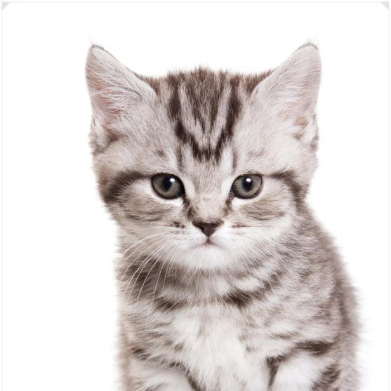 고양이